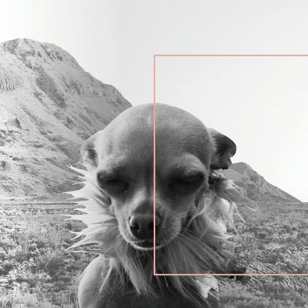 Chihuahua Love - Paula Guzmán 